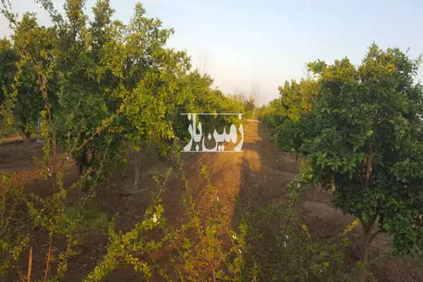 زمین باغی ۸۰۰ متری جاده کیاکلا روستای کوشیکلا - تصویر 3
