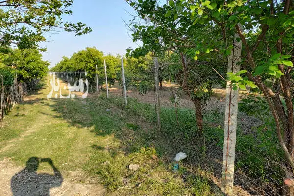 زمین باغی ۸۰۰ متری جاده کیاکلا روستای کوشیکلا - تصویر 4
