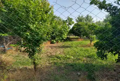 زمین باغی ۸۰۰ متری جاده کیاکلا روستای کوشیکلا
