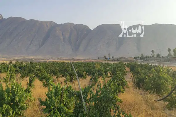 باغ انگور سیاه ترکمن چهار بدون هسته ۵۰۰۰ متر - تصویر 3