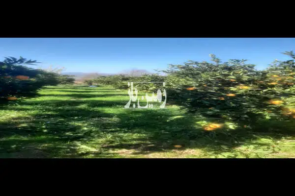 ۵۰۰۰ متر زمین دارای دو قطعه مسکونی - تصویر 2