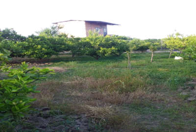 ۱۶۲۰ متر باغ مرکبات دارای چاه آب و برق کشاورزی روستای رگندشت