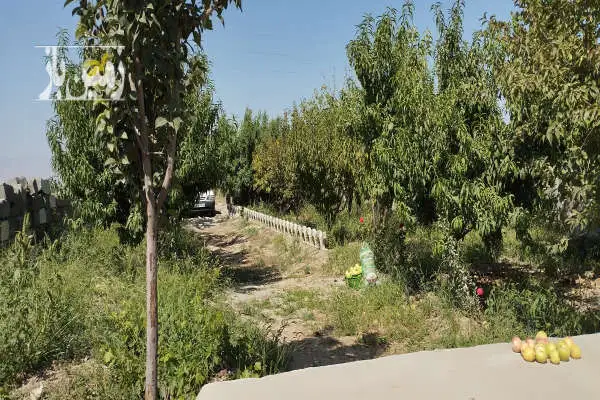 ۴۰۰ متر زمین کشاورزی باغچه دولت آباده رجایی - تصویر 3