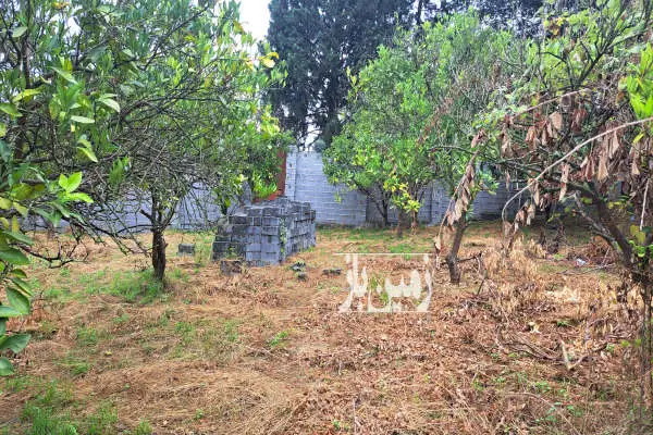 زمین مسکونی ۳۰۰ متر خیابان تهران روستای دنجکلا - تصویر 3