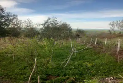 زمین باغی نزدیک بافت یک همتار واقع در روستای تیرتاش