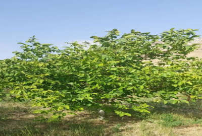 باغ میوه ۷۰۰متر در شهر دیباج قبل مجموعه سرچشمه