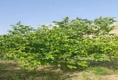 باغ میوه ۷۰۰متر در شهر دیباج قبل مجموعه سرچشمه