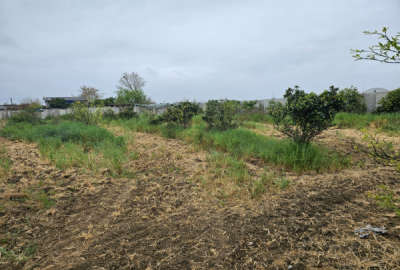 زمین مسکونی ۲۰۰۰ متری در ساری روستای قاجارخیل