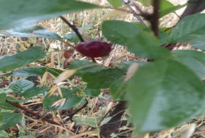 باغ میوه در روستای خوش آب و هوای رضی ۳۰۰۰ متر
