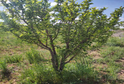باغشهر در روستای نیماور به سمت ساریجالو ۲۵۰۰ متر