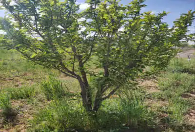 باغشهر در روستای نیماور به سمت ساریجالو ۲۵۰۰ متر