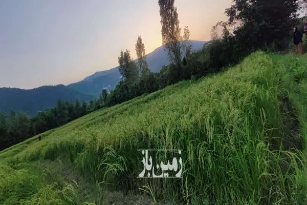 زمین کشاورزی ۳۱۷۱ متر در شیرود روستای عظیمیه چالکش - تصویر 2