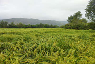 زمین کشاورزی ۳۱۷۱ متر در شیرود روستای عظیمیه چالکش