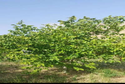 یک قطعه باغ میوه در دیباج ۷۰۰ متر