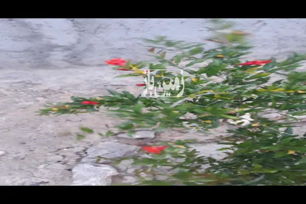 زمین چهاردیواری با درب و بشنه کاری استخر کشاورزی و درختان مثمر - تصویر 4