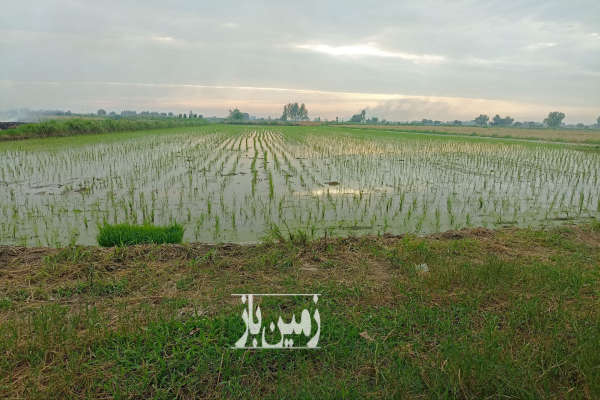 فروش زمین کشاورزی ۴۰۰۰ متری در پولکیاده-1