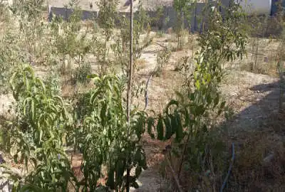 ۷۷۰ متر زمین پردیس محله کرشت