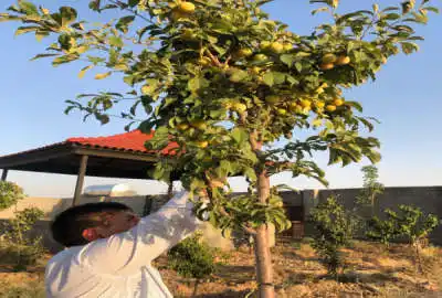 باغ ۱۵۰۰ متری با ۴۰ دقیقه اب مدار روستای زاک مجتمع امیران