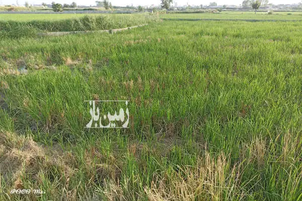 فروش زمین کشاورزی ۱۱۰۰ متر در روستای بختیار کتی - تصویر 3