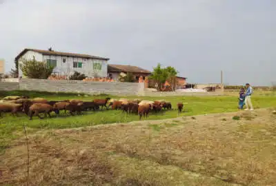 زمین مسکونی ۵۰۰ متر جاده گهرباران روستای چمازتپه کنار