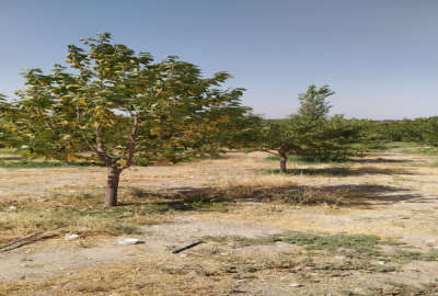 باغ ۷من محلی آذربایجان شرقی مراغه خانگاه