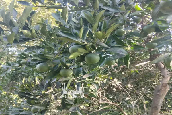 زمین ۱۷۰۰ متری گلیجان آمقی محله - تصویر 3