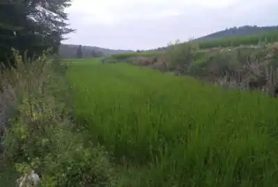 فروش ۱۱۸۲ متر زمین شالیزاری کشاورزی روستای خیرآباد