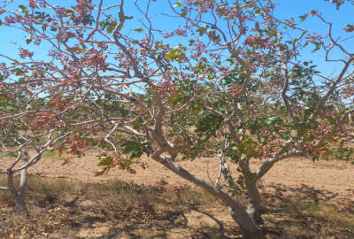 باغ فروشی ۱۸۰ هکتار در روستای امیرآباد