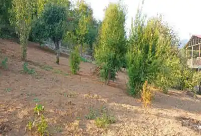 زمین مسکونی در روستای نقیب ده ۵۱۴ متر