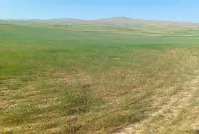 زمین کشاورزی دیم تخت و مسطح در روستای بردهزرد ۲۵۰۰۰ متر