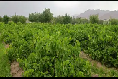 باغ انگور با یک و نیم ساعت آب لوله کشی شده ۶ اینچ تا سر باغ