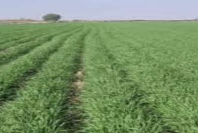 زمین زراعی در خوراسگان جنب اتوبان جدید ۵۰۰ متر