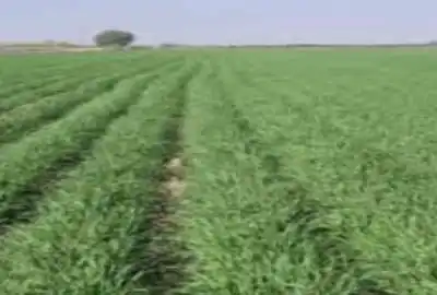 زمین زراعی در خوراسگان جنب اتوبان جدید ۵۰۰ متر