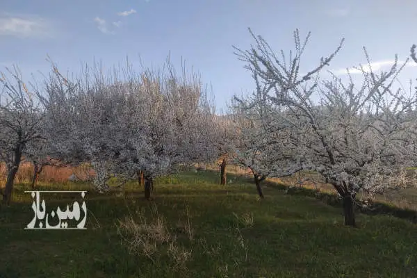باغ با انواع درختان میوه گردو و بادام ۳۰۰۰ متر - تصویر 3