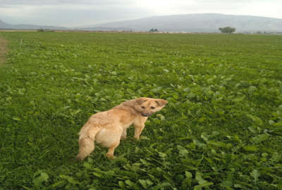 زمین کشاورزی و باغی با آب روستای امین آباد