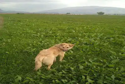 زمین کشاورزی و باغی با آب روستای امین آباد