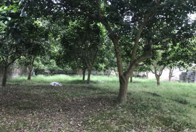 زمین باغی روستای حاجیکلا لاله آباد ۳۰۰ متر