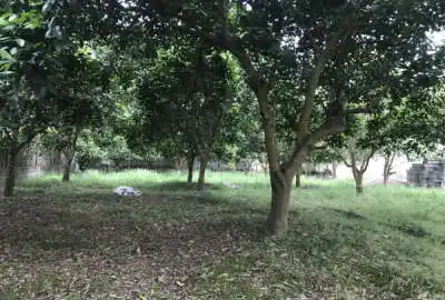 زمین باغی روستای حاجیکلا لاله آباد ۳۰۰ متر