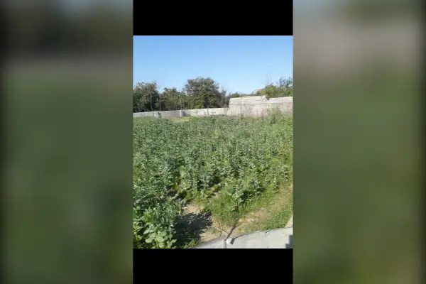 زمین با کاربری کشاورزی در تنکابن روستایی ۵۳۰ متر - تصویر 3