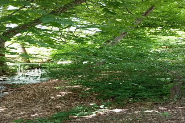 باغ ۶۹۴ متر بر جاده آغشت به تکیه - تصویر 2