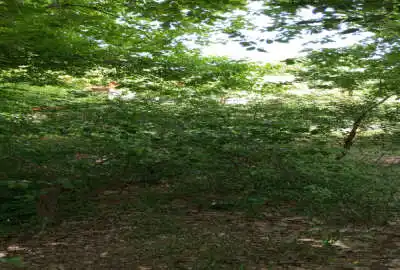 باغ ۶۹۴ متر بر جاده آغشت به تکیه