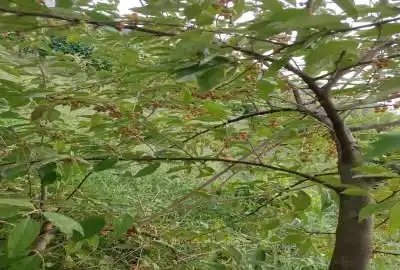 باغ مرکبات با آبیاری قطره ای و تانک کود آبندانسر ۲۰۰۰ متر