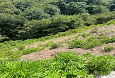 زمین الحاق به بافت ۱۴۰۰ متری در روستای پیرنعیم