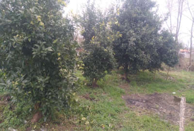 زمین مسکونی به متراژ ۵۰۰ در روستای پاسکه اسد محله