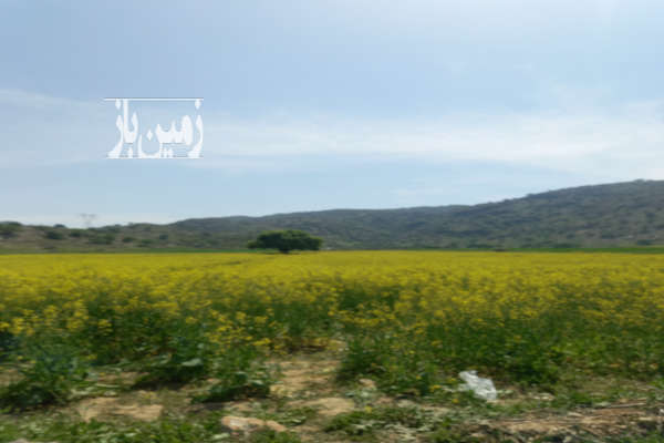 زمین ۲۵۰ متری مسکونی دونبش سند تک برگ ورودی هماشهر-1