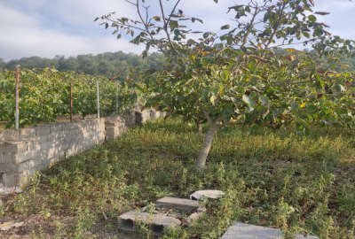 زمین مسکونی و باغی پرتقال در روستای احمدکلا بندپی شرقی