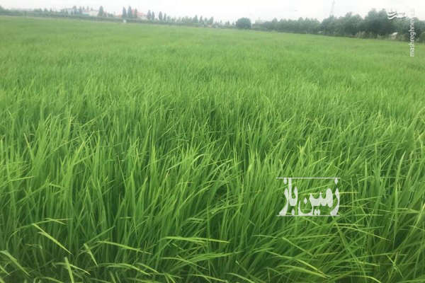 زمین کشاورزی جاده اهواز اندمشک شهر الوان ۲۰۰۰۰ متر-1