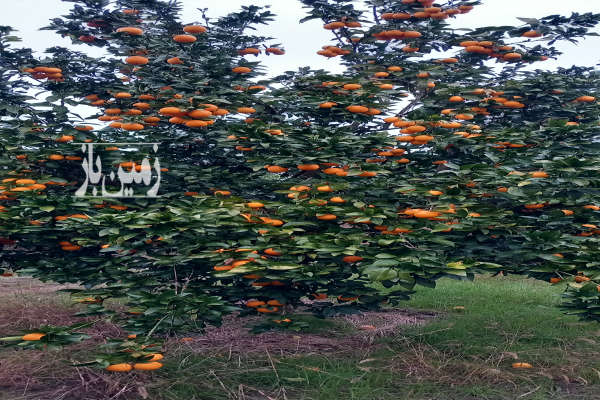 باغ ۱۴ ساله مرکبات در منطقه ساحلی بهنمیر ۵۵۰۰ متر-1