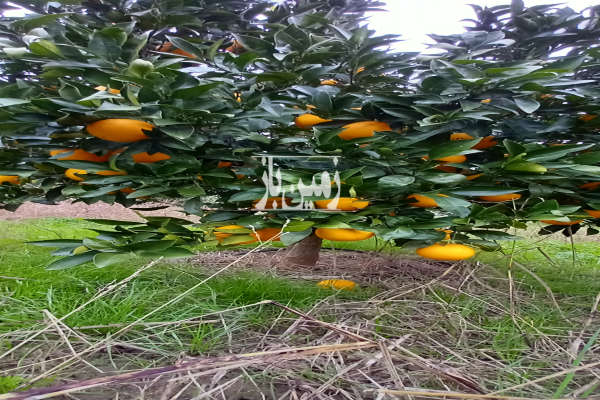 باغ ۱۴ ساله مرکبات در منطقه ساحلی بهنمیر ۵۵۰۰ متر-2