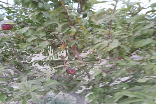 باغچه ۴ ساله در مجتمع محصور شده جاده وهن آباد ۵۷۴ متر-1